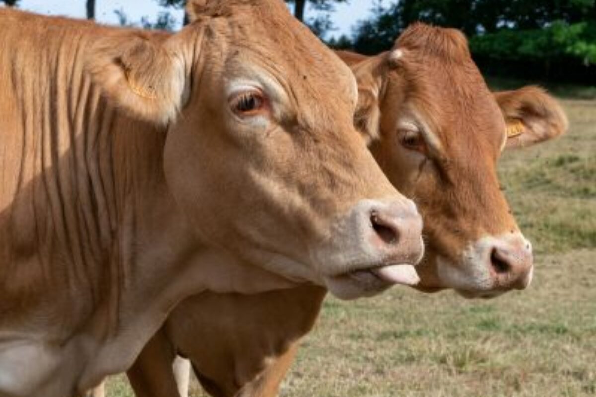 Exploitation Ferme de Dorst